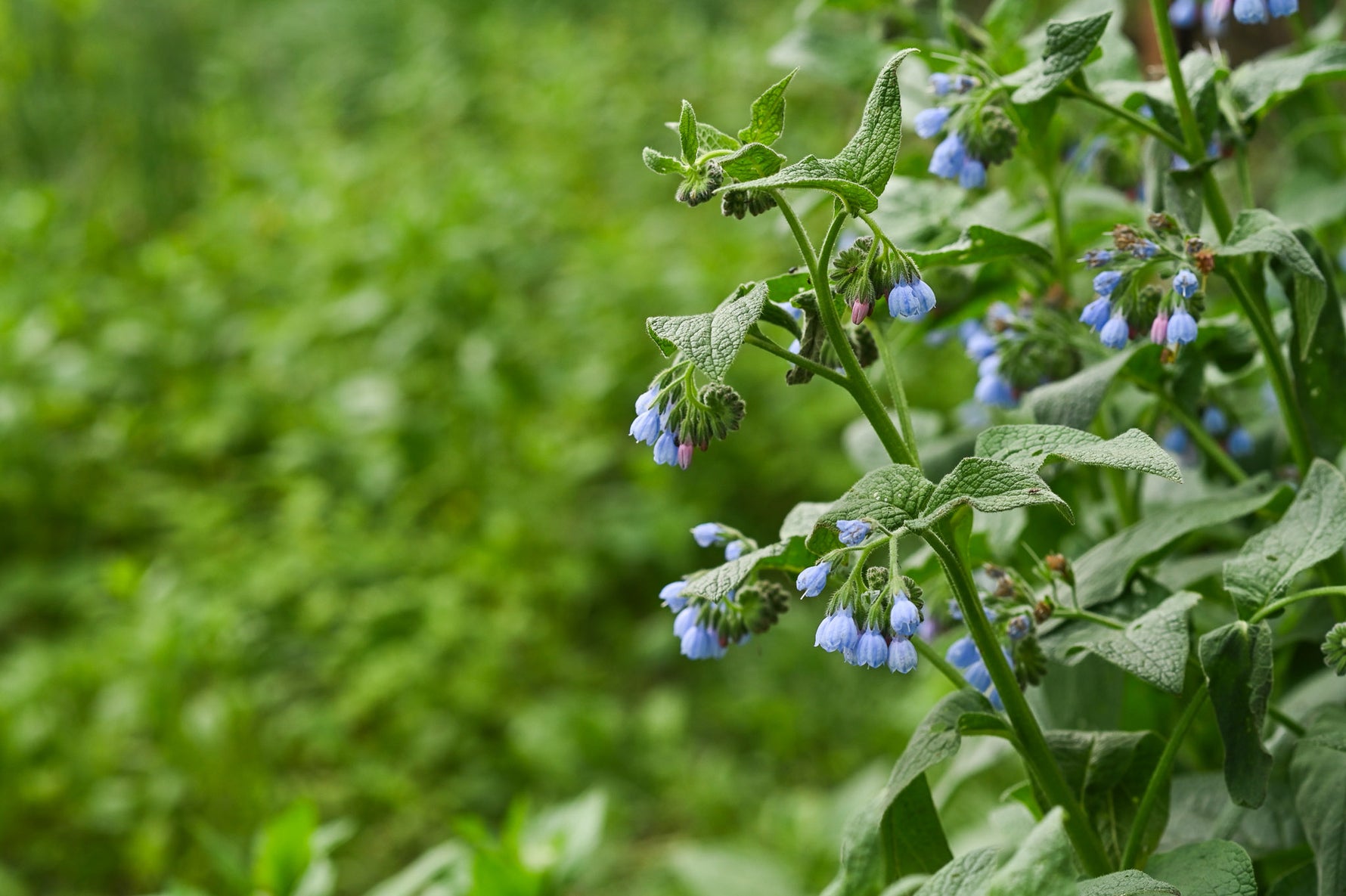 Allantoin Pflanze als regenerierender Wirkstoff für beruhigende und pflegende Hautpflege