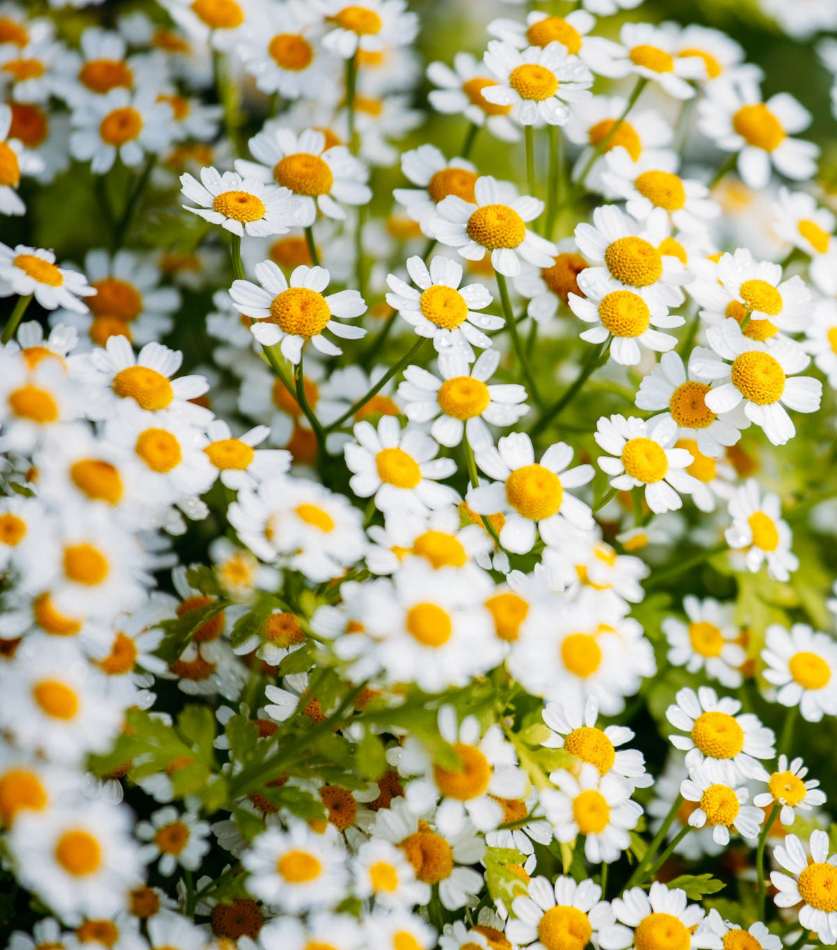 Kamillenblüten als beruhigender Wirkstoff für empfindliche und gereizte Haut