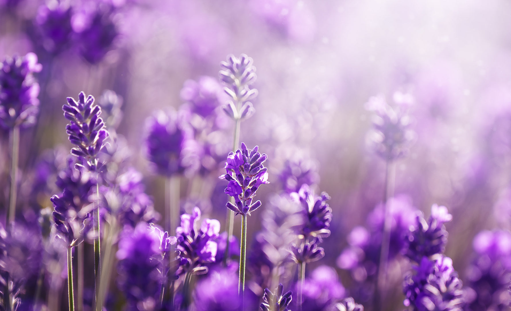 Lavendel als beruhigender Wirkstoff für entspannte und ausgeglichene Hautpflege
