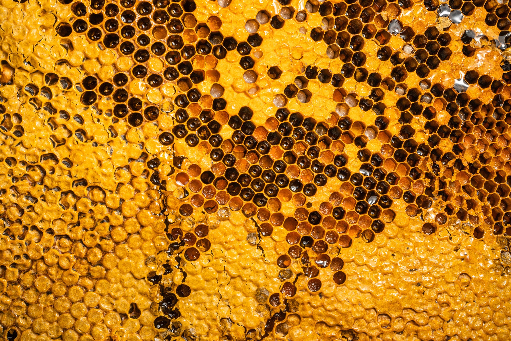 Propolis als natürlicher Wirkstoff zur beruhigenden Pflege empfindlicher Haut und Unterstützung der Hautschutzbarriere