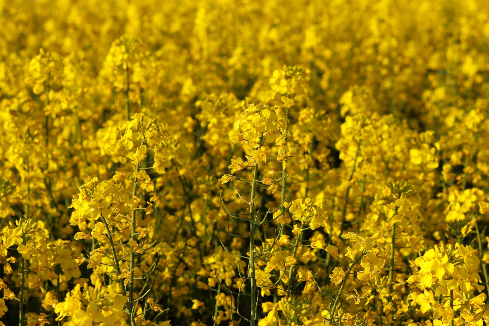 Rapsblüten als natürlicher Wirkstoff für nährende und geschmeidige Hautpflege