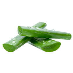 Aloe Vera als feuchtigkeitsspendender Wirkstoff für pflegende Haut- und Fußpflege