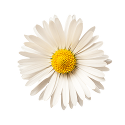 Kamillenblüte als natürlicher Wirkstoff für beruhigende und pflegende Fußpflege